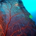 seafan_sr_v_0705_png0223.jpg